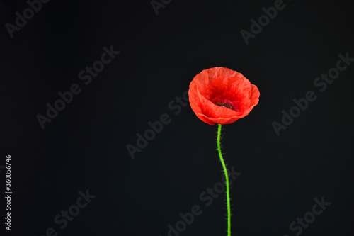 red poppy  flower against black background
