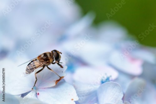 ハナバチと紫陽花 Bee and Hydrangea