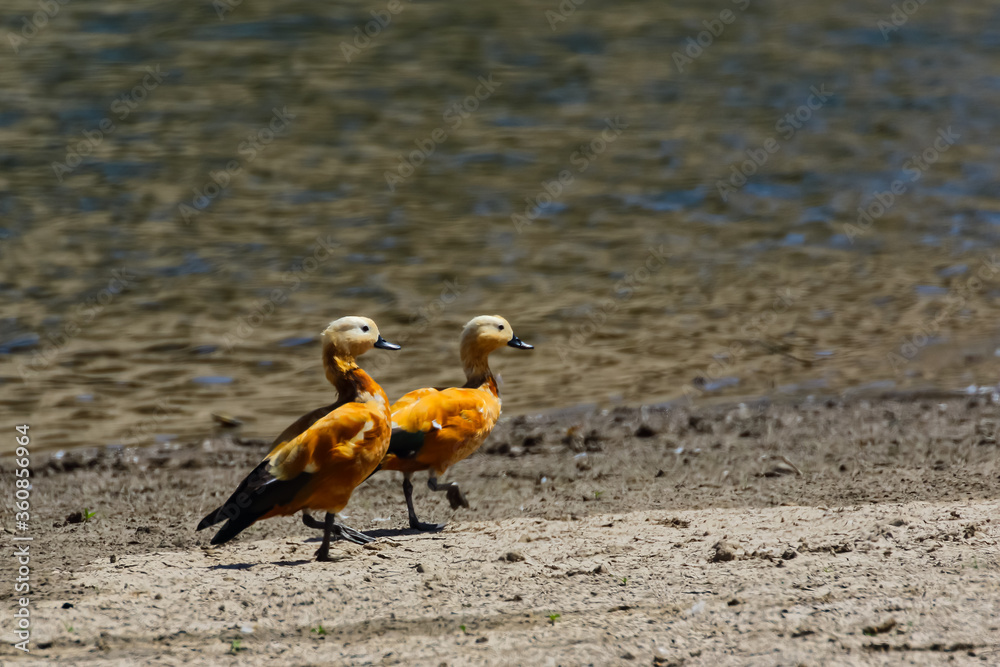 Fototapeta premium A pair of ruddy shelduck also called brahminy duck walking on ground next to a water bank in Rajasthan India