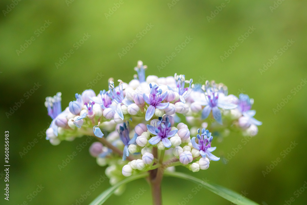 ガクアジサイ(マクロ)善光寺 大分県豊後大野市 Lacecap Hydrangea (macro) Zenkoji Temple Ooita-ken Bungoono city ガクアジサイ(マクロ)善光寺 大分県豊後大野市 Lacecap Hydrangea (macro) Zenkoji Temple Ooita-ken Bungoono city