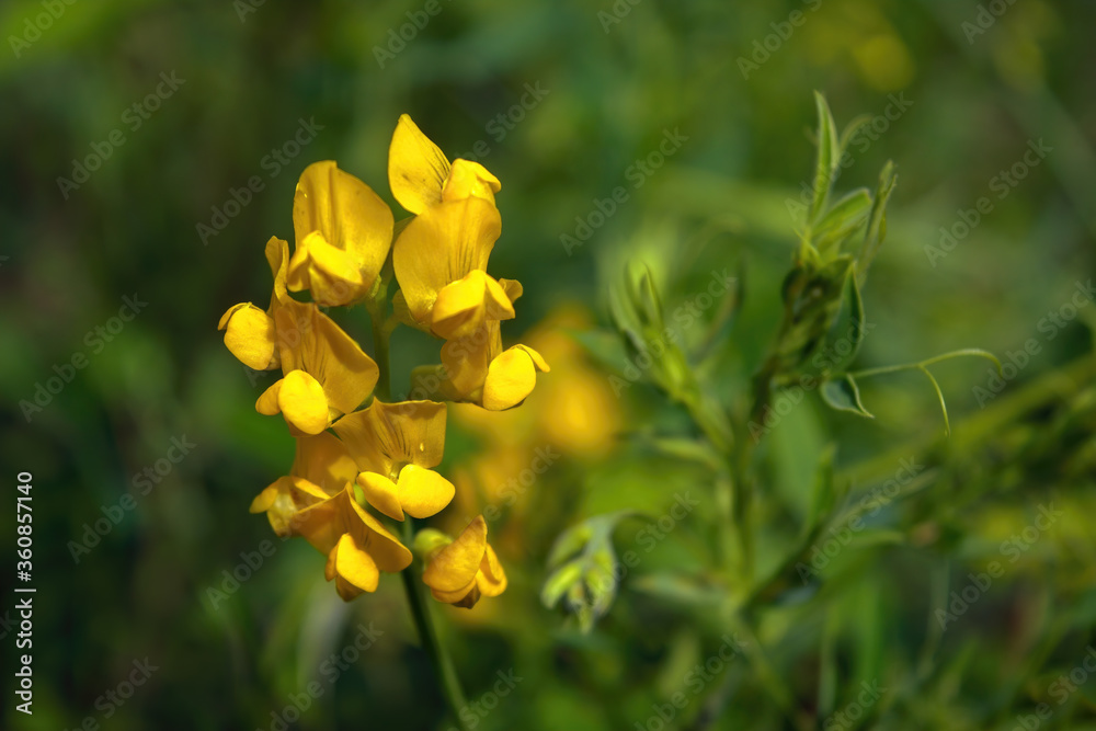 Yellow flowers on a blurred natural green background. Abstract floral background. Yellow flowers on a blurred natural green background. Abstract floral background.