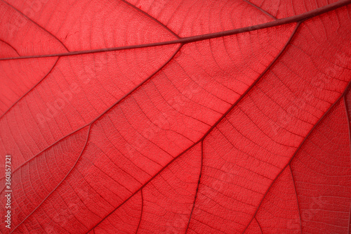 Red leaf, close up for design, including copying text
