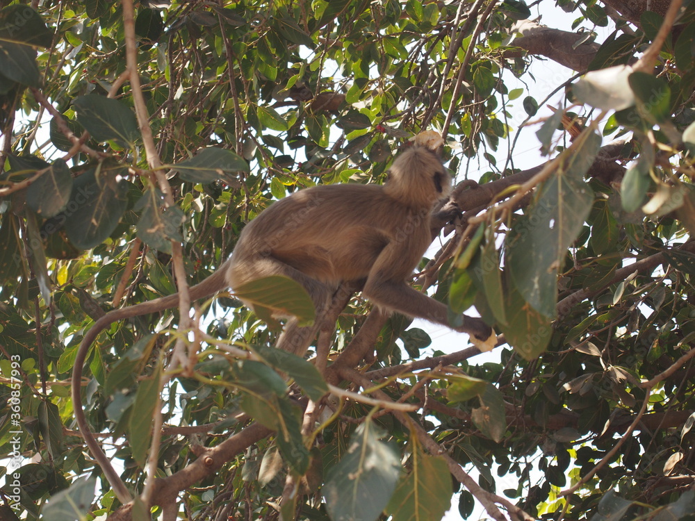 Obraz premium The monkeys near the temple, Virupaksha Temple, Hampi, Karnataka, South India, India