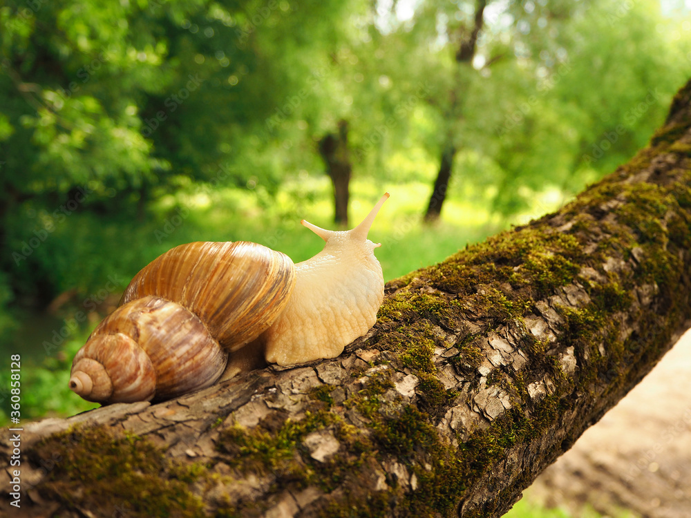 Achatina snail with antennae eyes sits on a mosscovered tree and looks