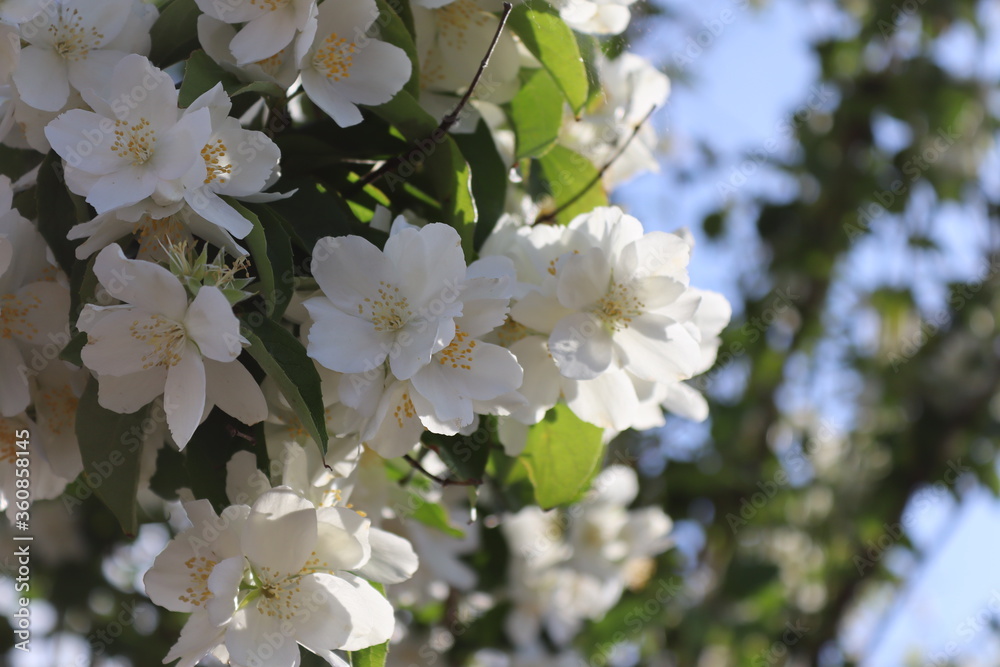 apple tree flowers apple tree flowers