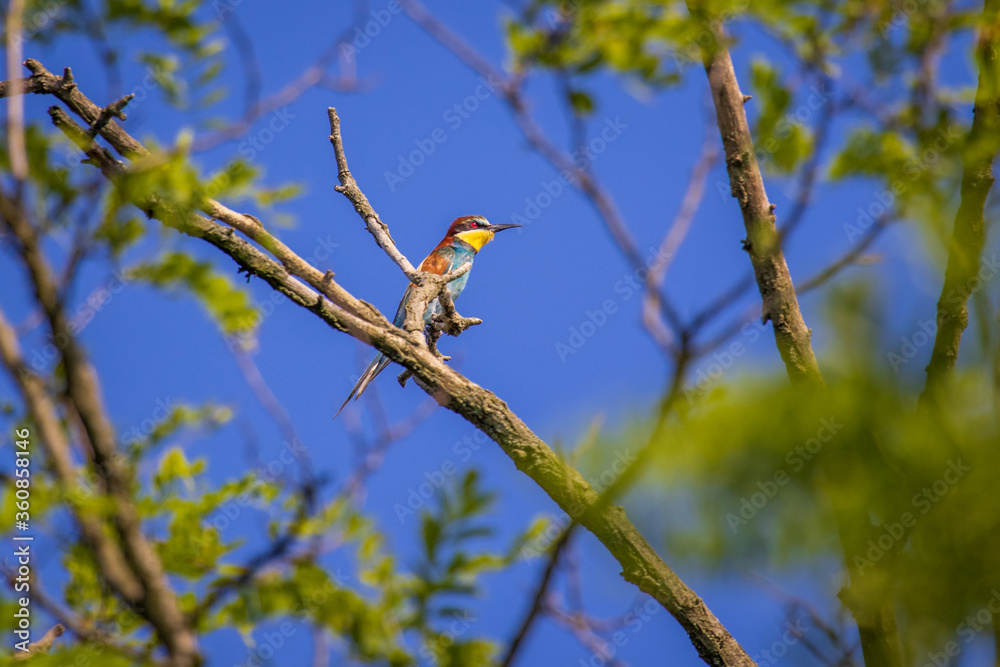 European bee-eater (Merops apiaster) European bee-eater (Merops apiaster)