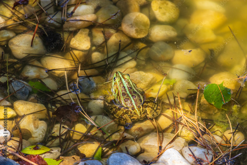 Rana esculenta in a lake Rana esculenta in a lake