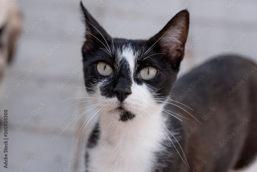 Kitten   looking suspiciously and cautiously at the photographer's camera in a open space in the city 