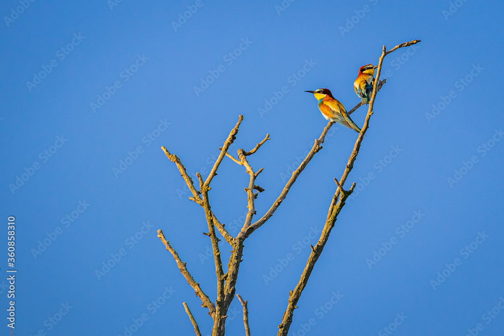 European bee-eater (Merops apiaster) European bee-eater (Merops apiaster)