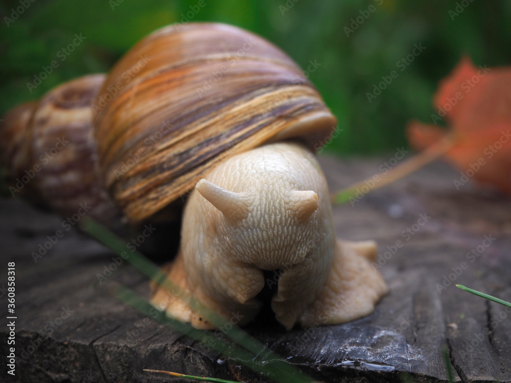 Akhatina’s little snail, sitting on a stump, hides his head in his leg, as if covering his eyes. Embarrassed Snail. Clam in the wild. Brown sink. In the background, a blurred red sheet. Akhatina’s little snail, sitting on a stump, hides his head in his leg, as if covering his eyes. Embarrassed Snail. Clam in the wild. Brown sink. In the background, a blurred red sheet.