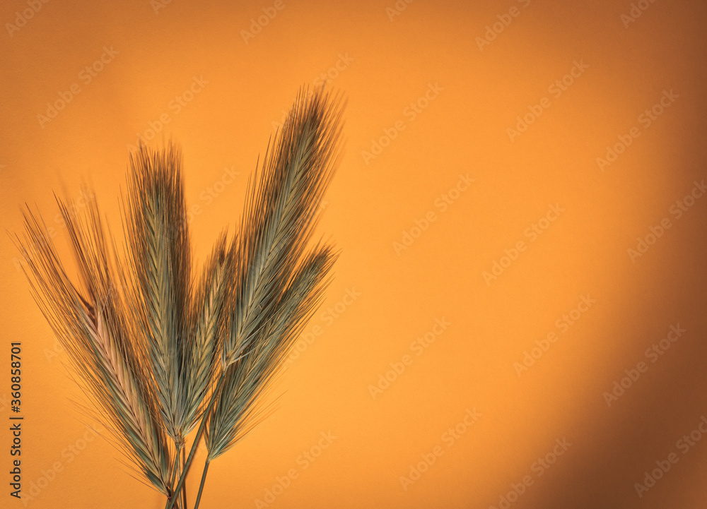 Espigas de cebada sobre un fondo naranja Espigas de cebada sobre un fondo naranja