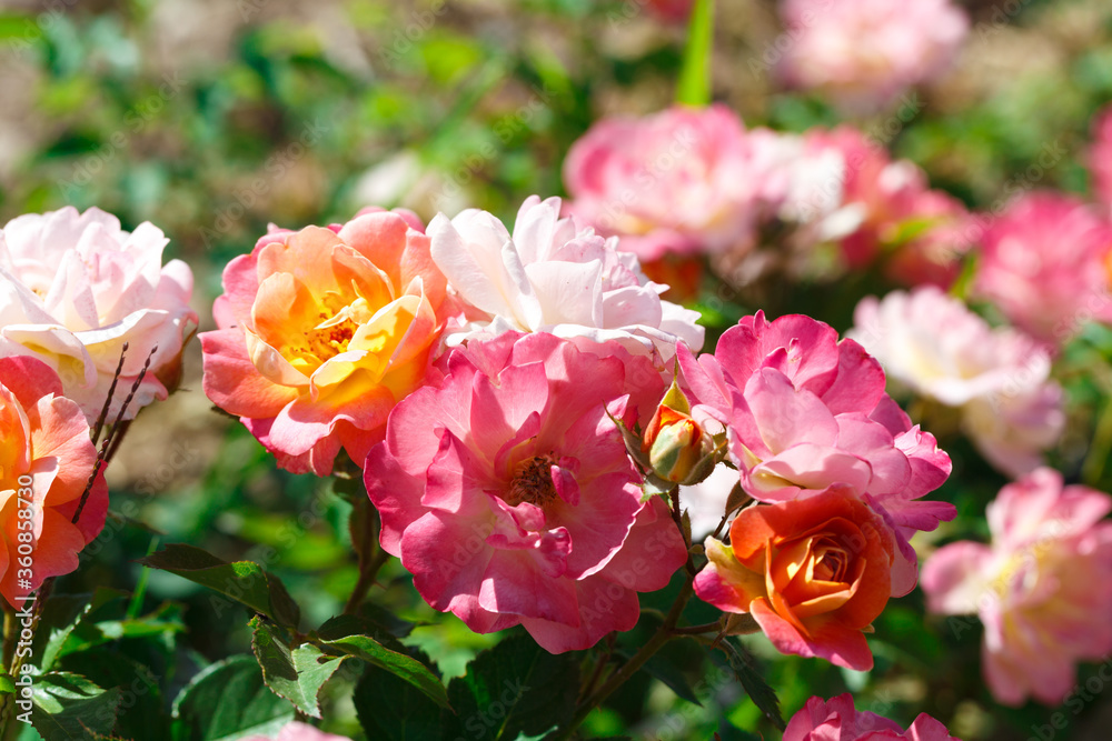 Roses. Delicate background with blooming rose flowers.