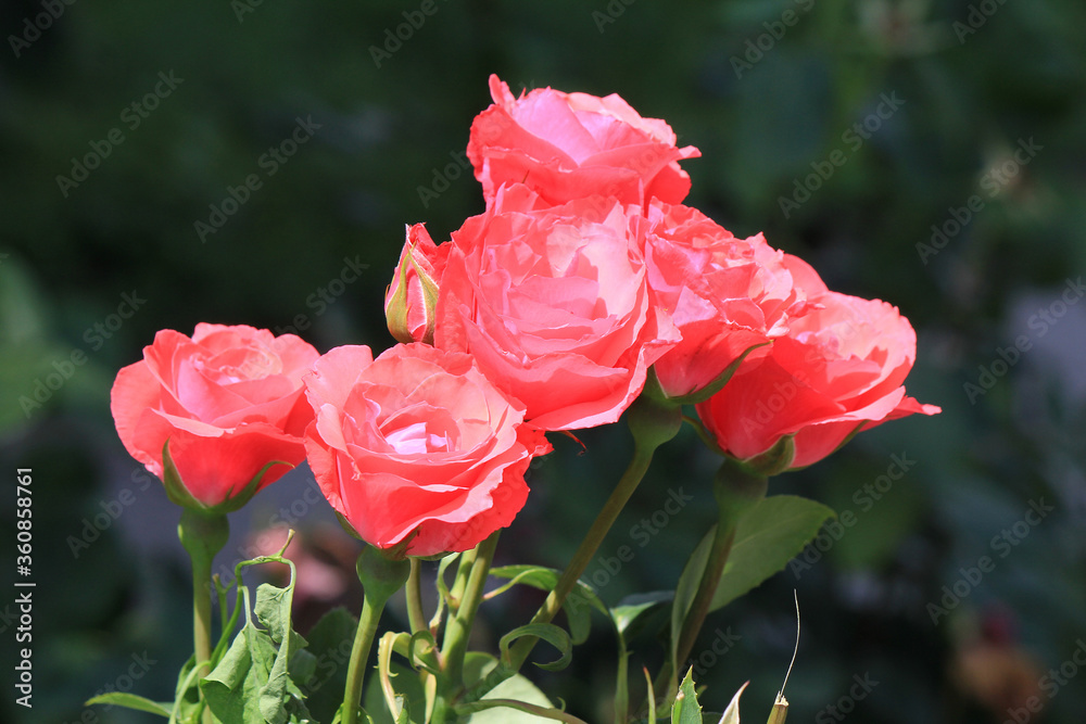 bright beautiful rose in a botanical garden bright beautiful rose in a botanical garden