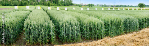 Panoramic view of demo plots sectors of cereals with new varieties in agricul...