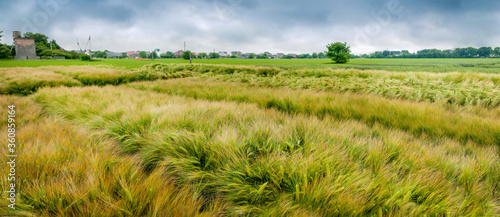 varieties of rye, wheat on demonstration plot of grain crops