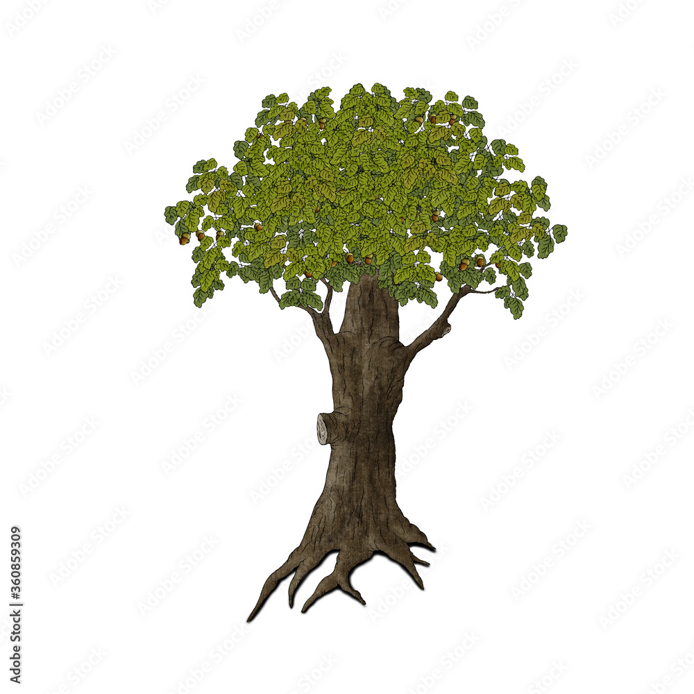 Obraz premium Cartoon tree. Illustration on a white background.