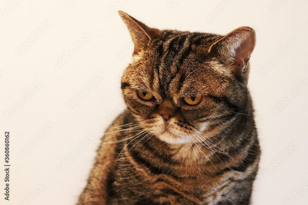 不機嫌な表情の猫アメリカンショートヘア