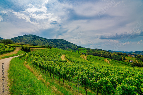Green grapevine in B  hl  Black Forest  Germany  on a sunny summer day with a blue sky and beautiful white clouds
