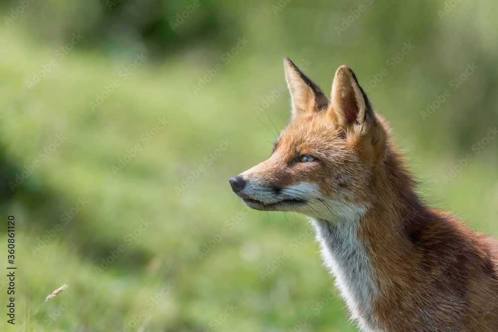 red fox in the grass smelling the air