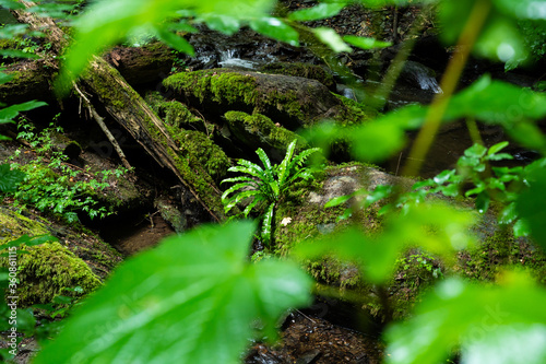 a fern species grows on a fallen tree overgrown with moss on a stream photo