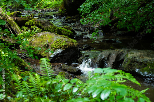 stream course with primeval forest cover in central europe