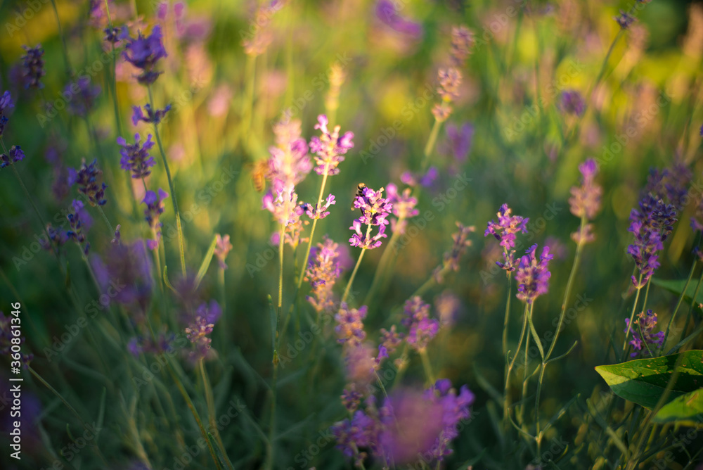 Fototapeta premium purple flowers of lavander in the field