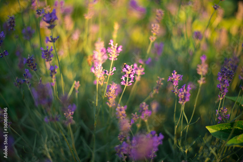 purple flowers of lavander in the field