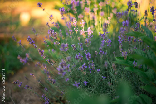 field of lavender in summer toscana