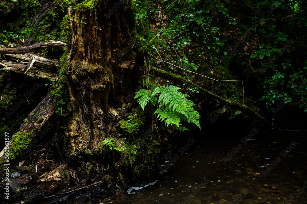 Obraz premium green lung of the planet, primeval forests in germany