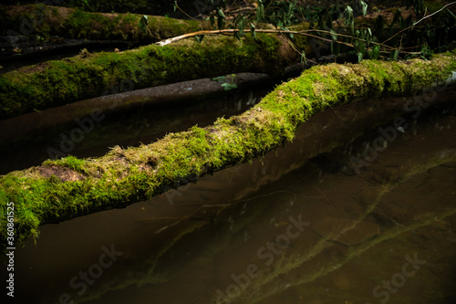 green lung of the planet, primeval forests in germany photo