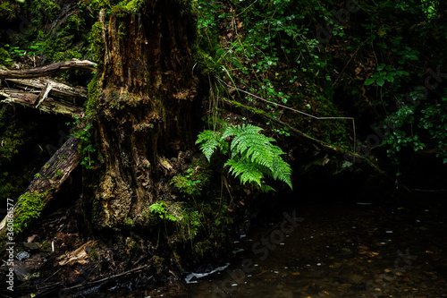 green lung of the planet, primeval forests in germany photo