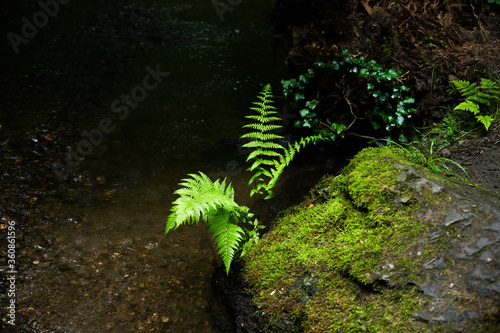 green lung of the planet, primeval forests in germany photo
