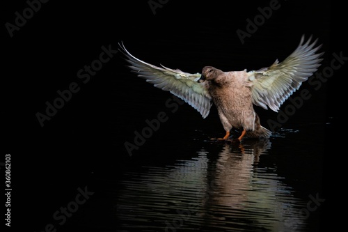 Duck landing on water