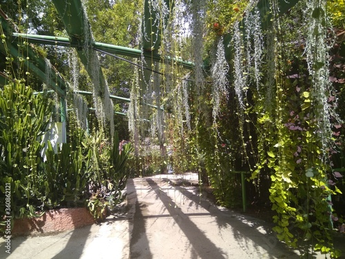 Fototapeta Naklejka Na Ścianę i Meble -  Beautiful plant in a summer park in Israel.