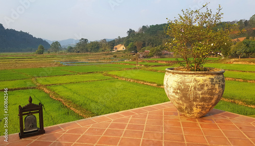 Rice paddy fields in Chiang Rai  northern Thailand