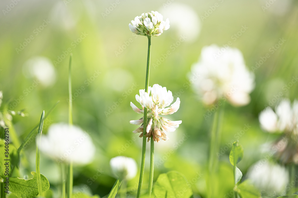 Blume Natur Blume Natur