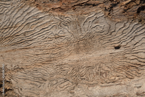 Structure of a worm-eaten tree. Insect passages, natural pattern. Background, texture.