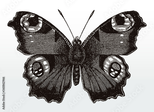 Peacock butterfly, aglais io, in top view from eastern North America after an antique illustration from the 19th century