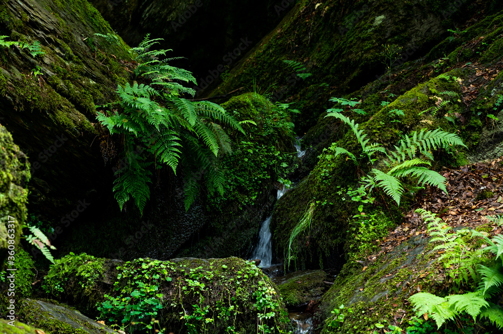 fern grows on moss-covered stones directly at a small waterfall fern grows on moss-covered stones directly at a small waterfall
