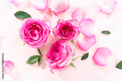 Pink roses