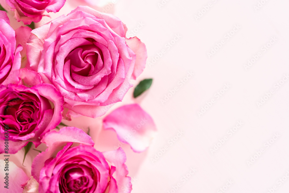 Pink roses Pink roses