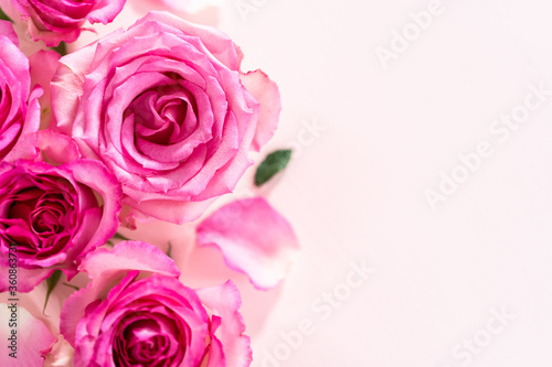 Pink roses © arinahabich