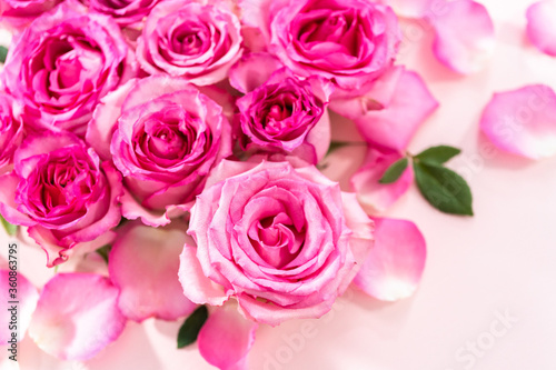 Pink roses