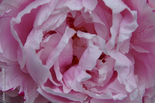 blumen