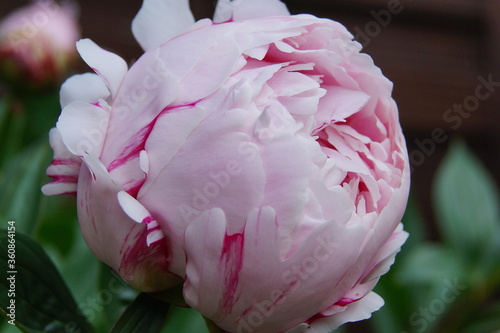 blumen