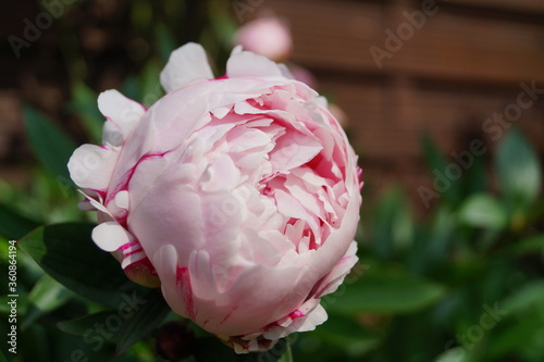 blumen