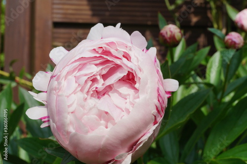 blumen
