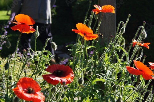 blumen