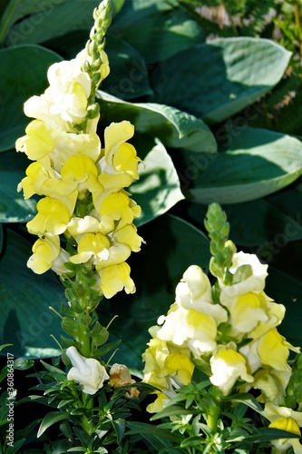 blumen