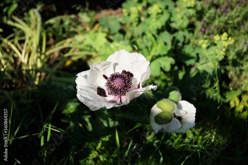 Blumen